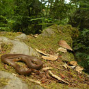 Northwestern Gartersnake (Thamnophis ordinoides)