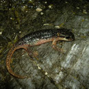 Atif's Salamander (Lyciasalamandra atifi) juvenile
