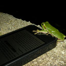Italian Tree Frog trying to steal my Iphone, luckily I saw it on time...