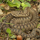 Aspisadder (Vipera aspis)
