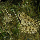 Kretenzische meerkikkers (Pelophylax cretensis)