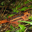 Fazilae's Salamanders (Lyciasalamandra fazilae) in amplexus