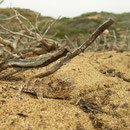 Coastal Horned Lizard (Phrynosoma blainvillii) in habitat
