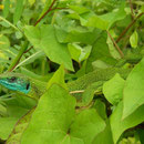 Western Green Lizard (Lacerta bilineata chloronota) 