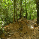 Rainforest view
