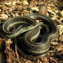 Northwestern Gartersnakes (Thamnophis ordinoides)