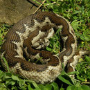 Nose-horned viper (Vipera ammodytes)