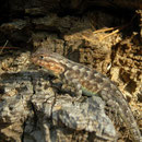 Sagebrush Lizard (Sceloporus graciosus vandenburgianus) 