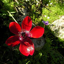 Spring flora