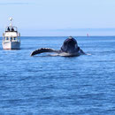 Humpback Whale (Megaptera novaeangliae)