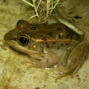 Relict Leopard Frog (Lithobates onca)