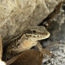 Egeïsche muurhagedis (Podarcis erhardi)