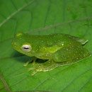 lesser hatchet-faced treefrog (Sphaenorhynchus dorisae)