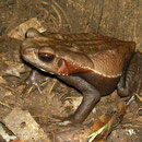 smooth-sided toad (Rhaebo guttatus)