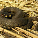 Ringslang (Natrix natrix) 