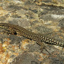 Spaanse muurhagedis (Podarcis hispanicus type 1)