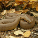 Rubber Boa (Charina bottae)