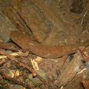 Cope's Giant Salamander (Dicamptodon copei) larva