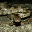 Catsnake (Telescopus fallax)