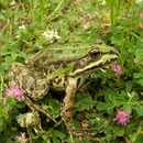 Edible Frog (Pelophylax kl. esculentus)