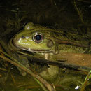 Meerkikker (Pelophylax ridibundus) 