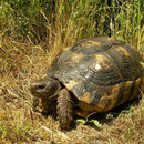 Klokschildpad (Testudo marginata)