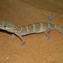 Western Banded Gecko (Coleonyx variegatus)