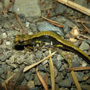 Dunn's Salamander (Plethodon dunni)