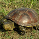 European Pond Terrapin (Emys orbicularis)