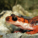 Fazilae's Salamander (Lyciasalamandra fazilae) 