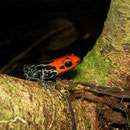 Ranitomeya amazonica