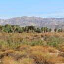 Palm Oasis