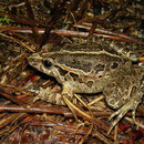 Iberische schijftongkikker (Discoglossus galganoi)