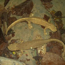 Pyreneeënbeeksalamanders (Calotriton asper)