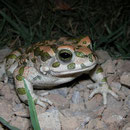 Groene pad (Epidalea variabilis)