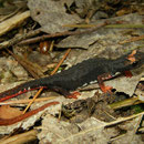 Southern Spectacled Salamander (Salamandrina terdigitata)