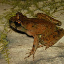 Coastal Tailed Frog (Ascaphus truei)