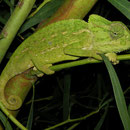 Mediterranean Chameleon (Chamaeleo chamaeleon)