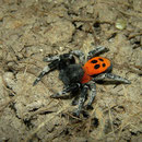 Ladybird Spider (Eresus sandaliatus) male