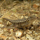 Curious Western Fence Lizard (Sceloporus occidentalis)