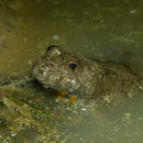 Geelbuikvuurpad (Bombina variegata)