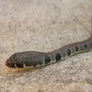 Slanke toornslang (Platyceps najadum dahli)