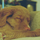 Duck Toller Nova Scotia Duck Tolling Retriever www.tollertoller.de Felix