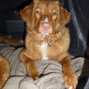 Toller Nita