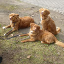 Brave Hunde in der Stadt! Nita, Sitka und Felix