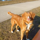 Nova Scotia Duck Tolling Retriever Sitka