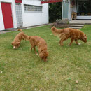 Nita, Sitka und Felix