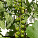 Mini Tomaten aus dem Garten!