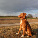 Ostern 2013 Sitka in der Sonne und hält auch mal still für ein schönes Foto