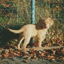 Toller Felix Nova Scotia Duck Tolling Retriever